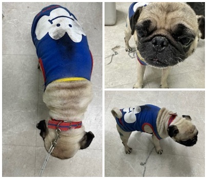 논산시 동물보호센터_444454202400983